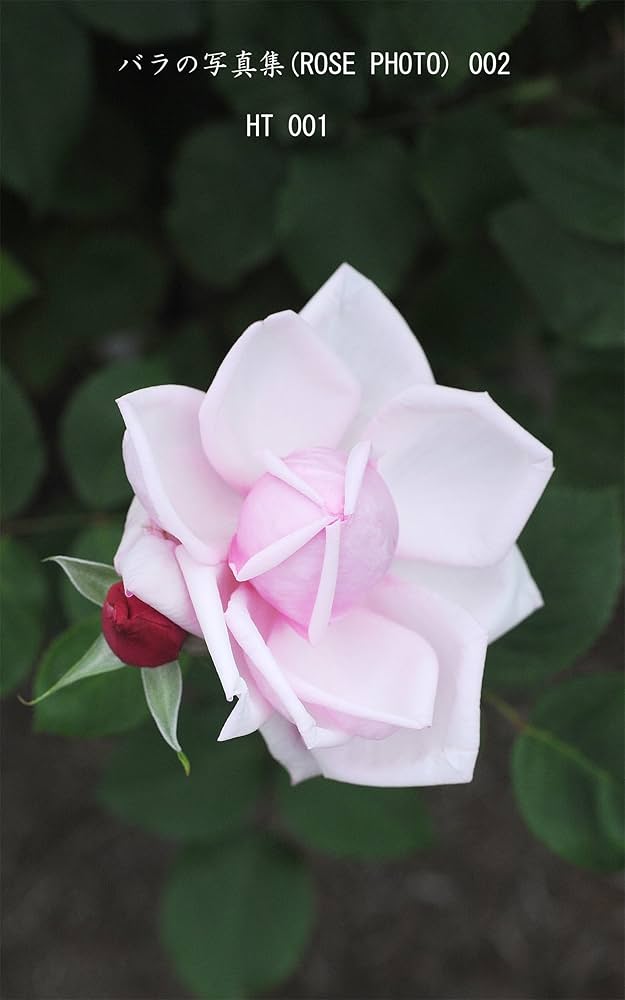 【今だけ価格！】 特大芸術写真  A2サイズ バラ 薔薇 ROSE 額付 赤バラ（生花・切り花）赤薔薇（赤絞り） 40本 長さ30センチ